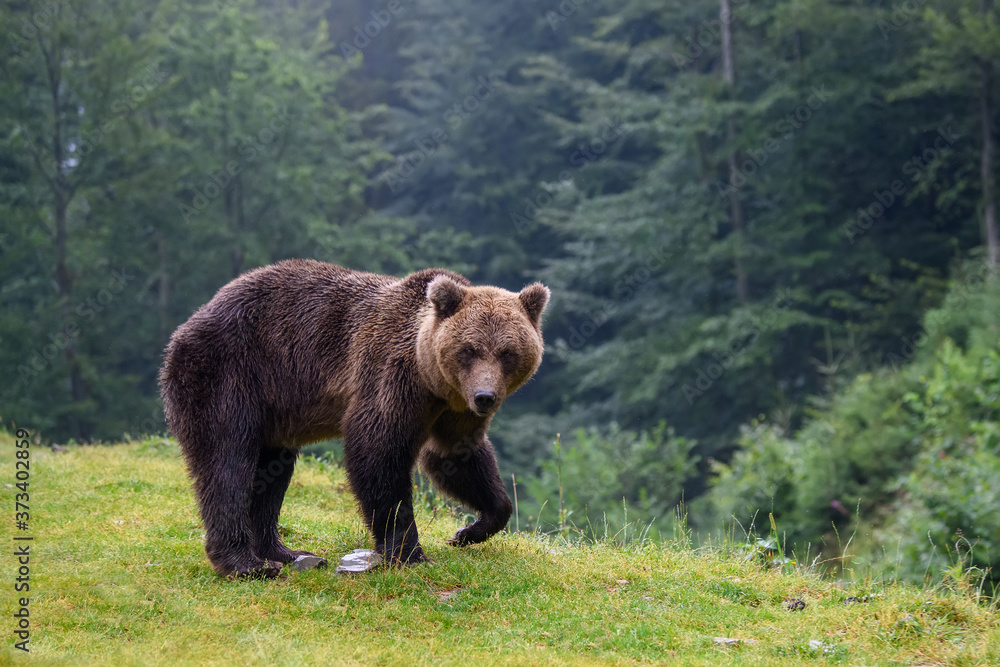 Wild adult Brown Bear  (Ursus Arctos) in the summer forest