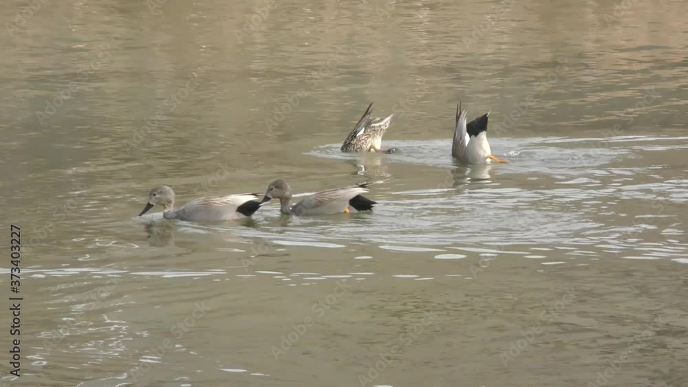 ducks in the water ducks in the water