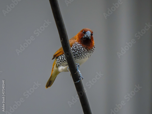 Photography Scaly Breasted Munia or Spotted Munia early morning