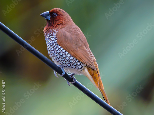 Scaly Breasted Munia or Spotted Munia early morning photo