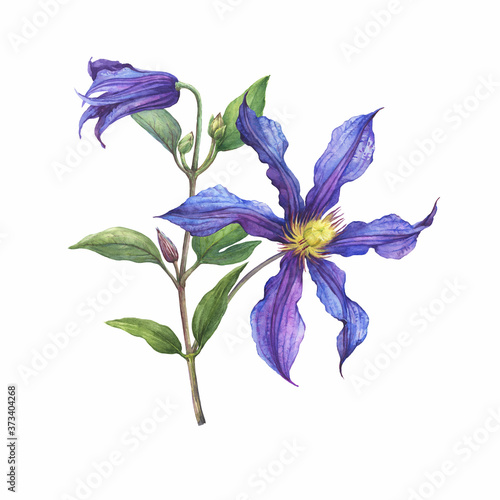 Fototapeta Naklejka Na Ścianę i Meble -  Bouquet with violet flower of garden plant a clematis Sizaia Ptitsa (Clematis integrifolia). Watercolor hand drawn painting illustration isolated on white background.