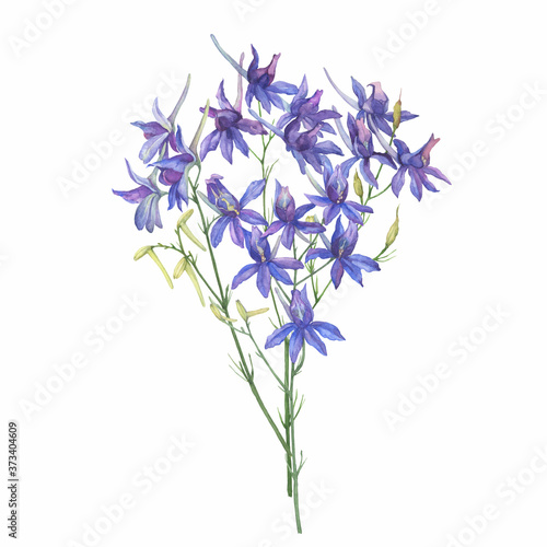 Bouquet with field larkspur flowers (known as Consolida regalis, rocket-larkspur). Watercolor hand drawn painting illustration isolated on white background. photo