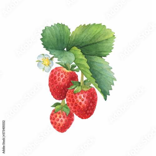 Closeup of a branch of the red strawberry fruits  known as Fragaria  garden strawberry  with green leaves. Watercolor hand drawn painting illustration isolated on white background.