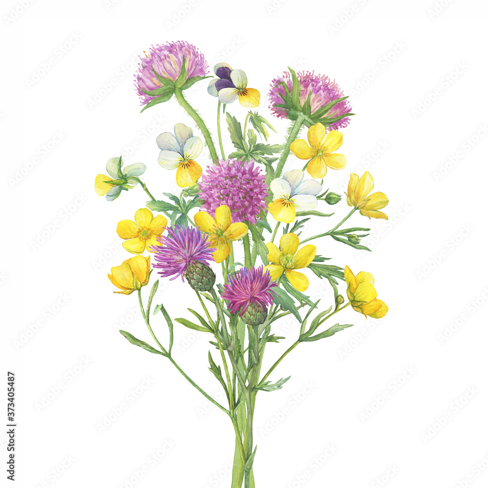 Bouquet with yellow meadow buttercup, wild pansy, field thistle, and sweet Scabiosa flowers. Watercolor hand drawn painting illustration isolated on white background Bouquet with yellow meadow buttercup, wild pansy, field thistle, and sweet Scabiosa flowers. Watercolor hand drawn painting illustration isolated on white background