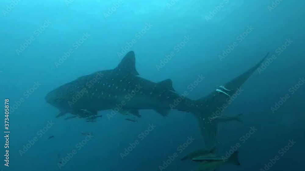 Whale shark swims in blue water Whale shark swims in blue water