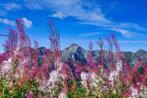 Beautiful flowering of Epilobium angustifolium on the mountains photo