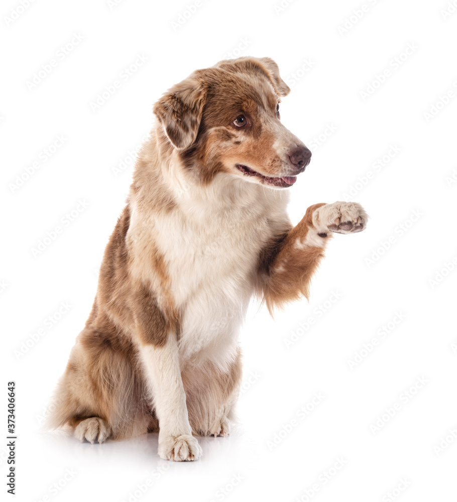 Obraz premium australian shepherd in studio