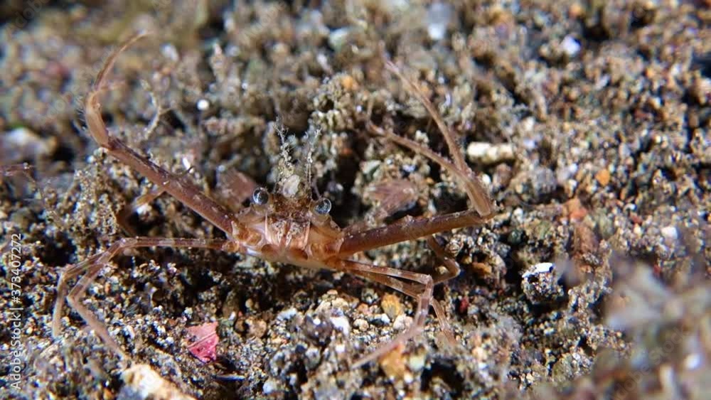 Close-up. Philippines Scissor Swimming Crab sits on gray sand and hunts. His eyes and face are clearly visible. Philippines. Anilao. Close-up. Philippines Scissor Swimming Crab sits on gray sand and hunts. His eyes and face are clearly visible. Philippines. Anilao.