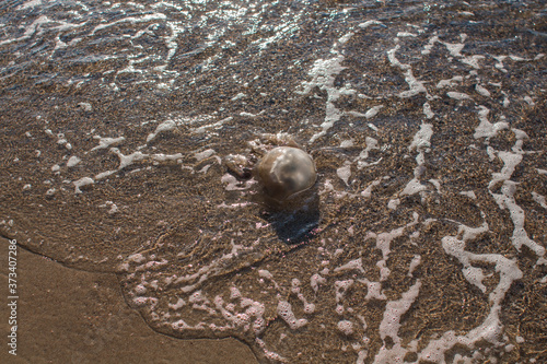 jellyfish washed up on the seashore photo