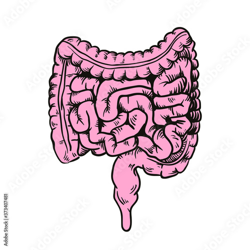 hand drawing illustration of digestion, intestine design