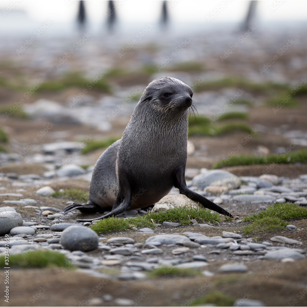 Fur Seal Cub (Arctocephalus gazella), South Georgia, Antarctic. Square Composition. Fur Seal Cub (Arctocephalus gazella), South Georgia, Antarctic. Square Composition.