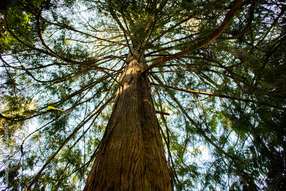 Naklejka premium tree in the forest