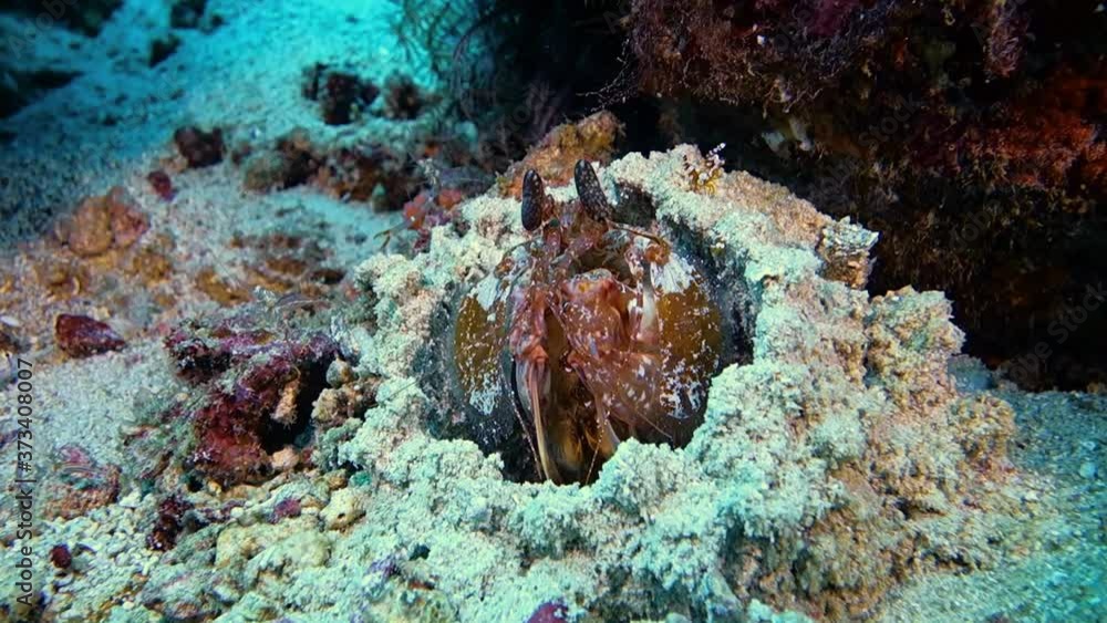 Close-up. Giant mantis shrimp sits in its hole and moves its big eyes. Philippines. Anilao. Close-up. Giant mantis shrimp sits in its hole and moves its big eyes. Philippines. Anilao.