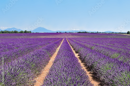 Field of blooming lavender grows in even rows. Provence, France