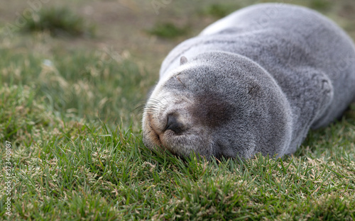 Fur Seal Sleeping (Arctocephalus gazella), South Georgia, Antarctic.