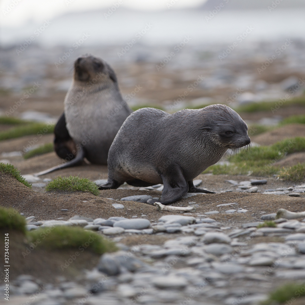 Fur Seal Cub (Arctocephalus gazella), South Georgia, Antarctic. Square Composition. Fur Seal Cub (Arctocephalus gazella), South Georgia, Antarctic. Square Composition.