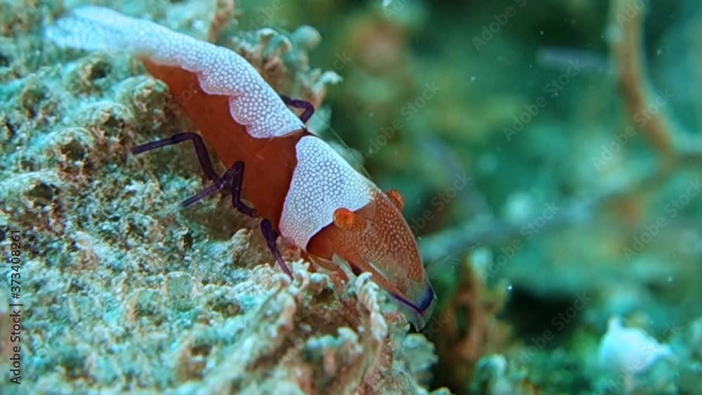 Close-up. Emperor shrimp sits on a sea cucumber and sways slowly from side to side. Philippines. Anilao. Close-up. Emperor shrimp sits on a sea cucumber and sways slowly from side to side. Philippines. Anilao.