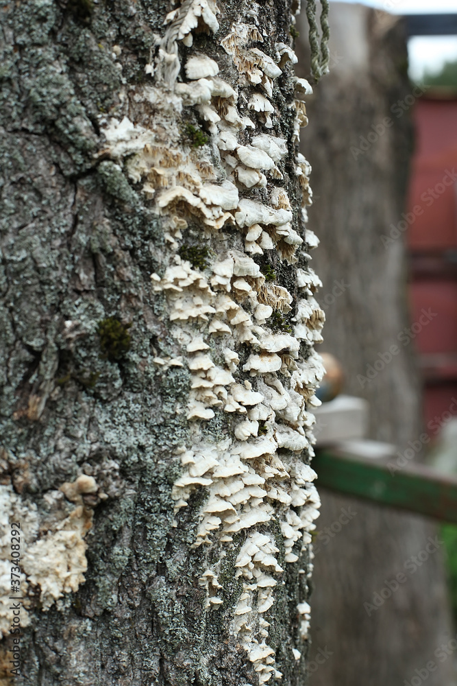 Fototapeta premium Oyster mushroom in tree trunk. Natural texture, fungus pattern, wild oyster mushroom in wooden trunk.