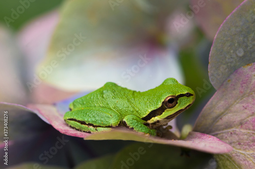 Valokuva A pacific tree frog rests on the petals of a hydrangrea