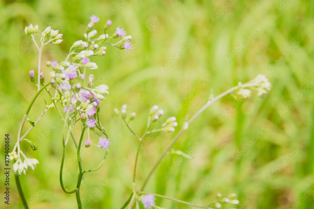 Natural view, beautiful, bright green on blur area. Copy space for text using as summer background Natural view, beautiful, bright green on blur area. Copy space for text using as summer background