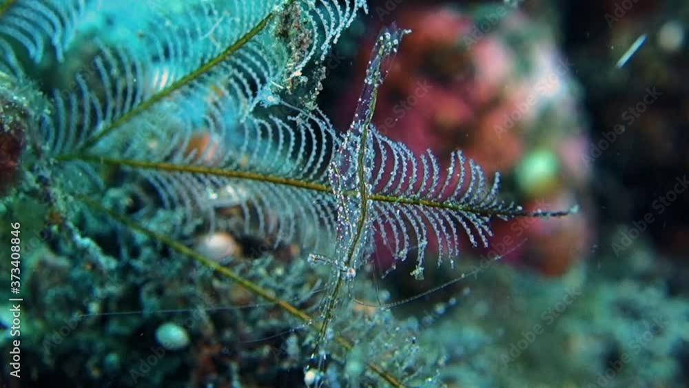 One transparent Glass hydroid shrimp sits on a coral branch and wiggles