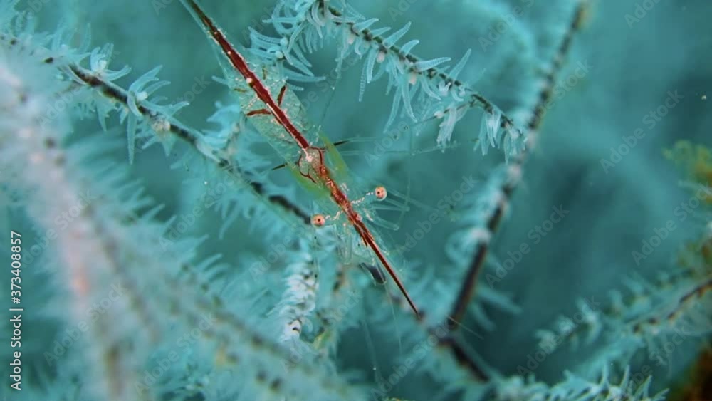 Striped hydroid shrimp sits on a coral branch. The shrimp is transparent and its caviar is very clearly visible. Philippines. Anilao. Striped hydroid shrimp sits on a coral branch. The shrimp is transparent and its caviar is very clearly visible. Philippines. Anilao.