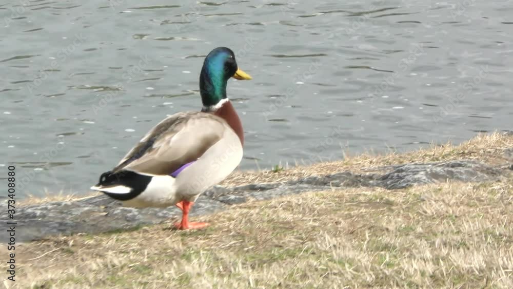Duck walking
歩いているカモ Duck walking
歩いているカモ