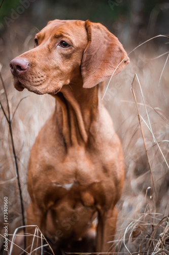 portrait of a vizsla dog