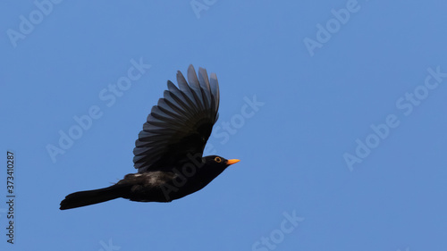 Portrait of Common blackbird (turdus merula) male in flight against blue sky photo