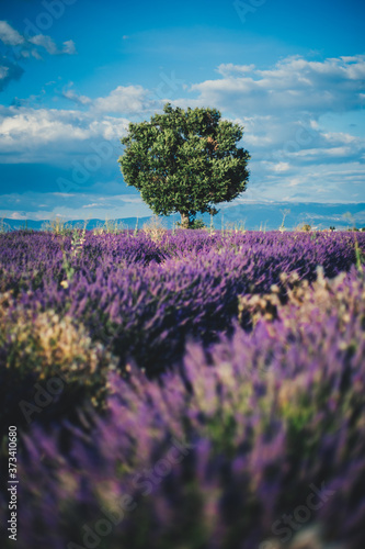 Baum im Lavendelfeld