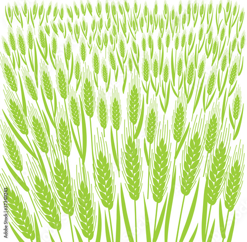 Wheat field. Leaves and ears of cereal. Agriculture straw. Banner background. Green grass meadow. Silhouette vector line. Bread wrapper.