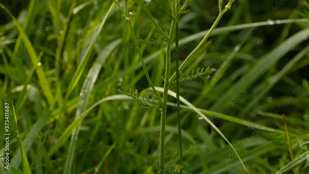 inflorescence of white flowers yarrow panorama bottom up close to inflorescence of white flowers yarrow panorama bottom up close to