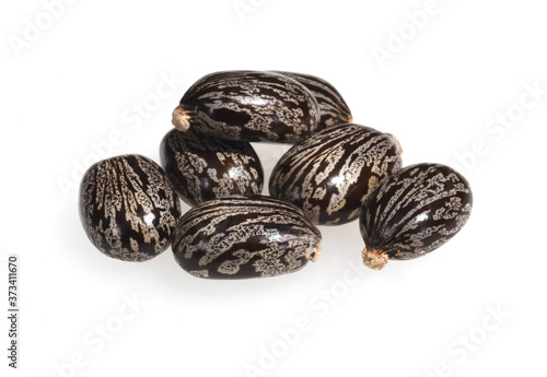 Wallpaper Mural Rizinus, Ricinus Communis Torontodigital.ca