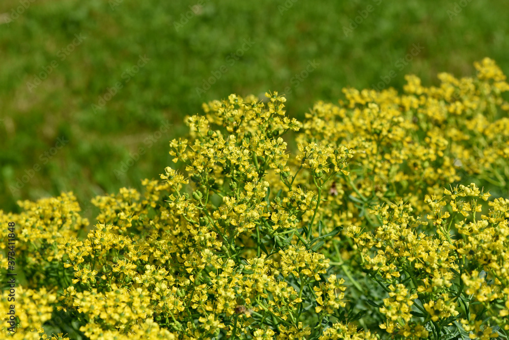 Weinraute, Ruta, graveolens, Raute Weinraute, Ruta, graveolens, Raute