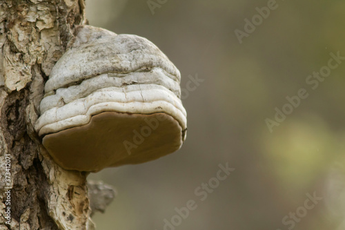 The tinder fungus, Fomes fomentarius, produces very large polypore fruit bodies which are shaped like a horse's hoof and grows on the side of various species of trees