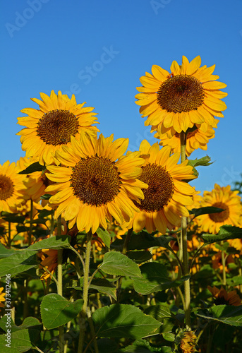 Sonnenblumen