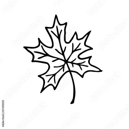 Leaf of maple. Hand drawn vector doodle elements.
