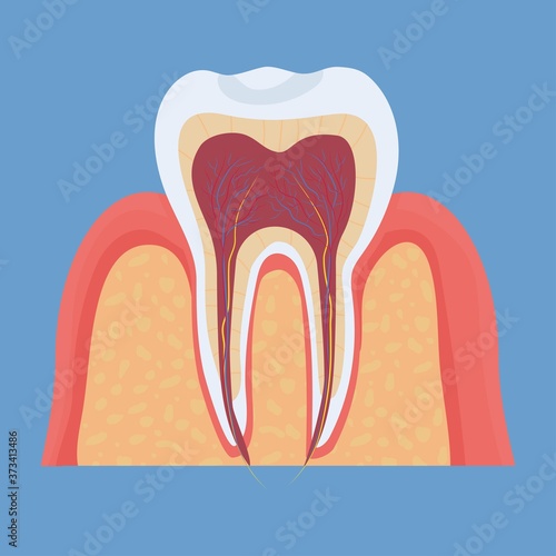 Human tooth anatomy, medical, dental model. Colorful, detailed object. . Vector illustration