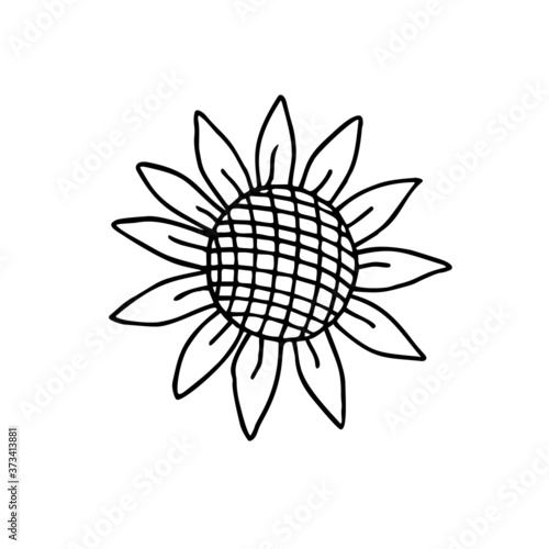 Sunflower. Hand drawn vector doodle illustration.