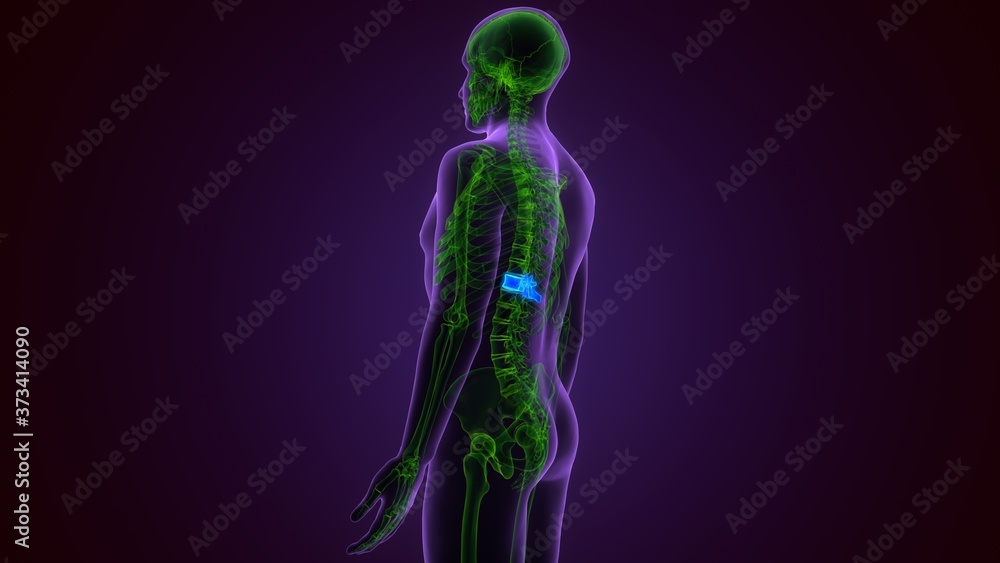 3D Illustration Concept of Spinal Cord Vertebral Column Thoracic Vertebrae of Human Skeleton System Anatomy
3D Illustration Concept of Spinal Cord Vertebral Column Thoracic Vertebrae of Human Skeleton System Anatomy