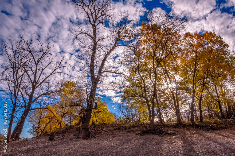 Partly cloudy autumn forest