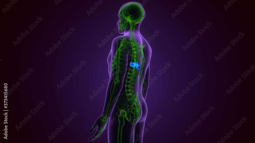 3D Illustration Concept of Spinal Cord Vertebral Column Thoracic Vertebrae of Human Skeleton System Anatomy
3D Illustration Concept of Spinal Cord Vertebral Column Thoracic Vertebrae of Human Skeleton System Anatomy