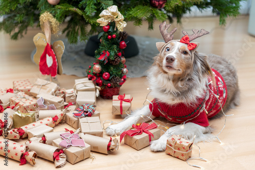 Familienhund verkleidet als ein Rentier unter dem Weihnachtsbaum.   photo