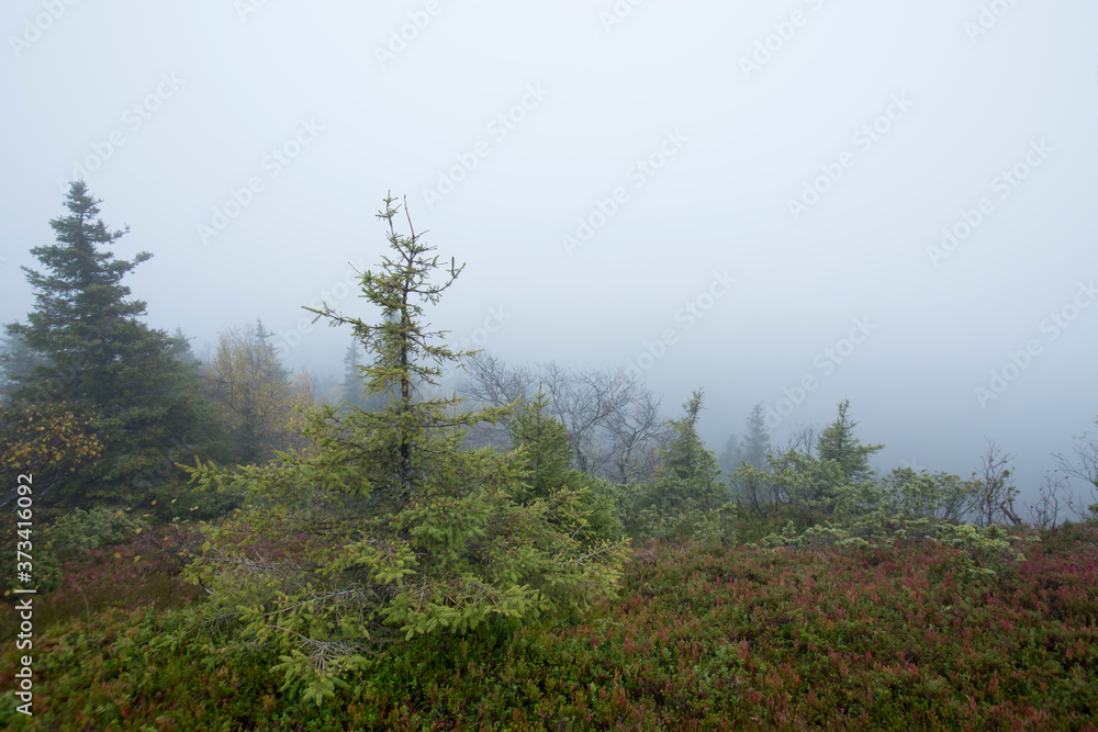 Foggy autumn afternoon at Valtavaara hill near Kuusamo, in Finland, Northern Europe Foggy autumn afternoon at Valtavaara hill near Kuusamo, in Finland, Northern Europe