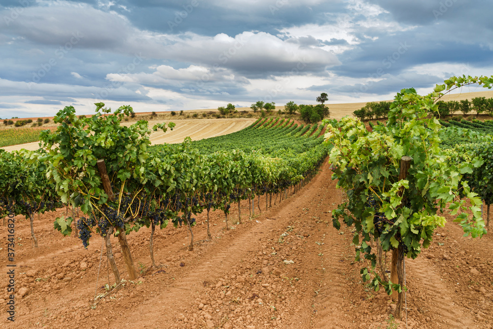 Vineyard field with blue sky and white clouds in the region of Ribera del Duero In Castilla.