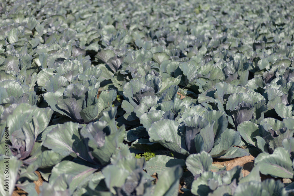 cauliflower field about to be harvested cauliflower field about to be harvested