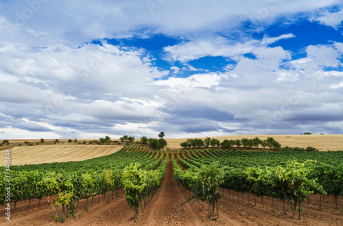 Obraz na plátně Vineyard field with blue sky and white clouds in the region of Ribera del Duero In Castilla