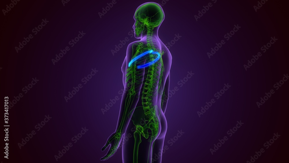 Human skeleton anatomy Coastal Cartilage 3D Rendering For Medical Concept
Human skeleton anatomy Coastal Cartilage 3D Rendering For Medical Concept