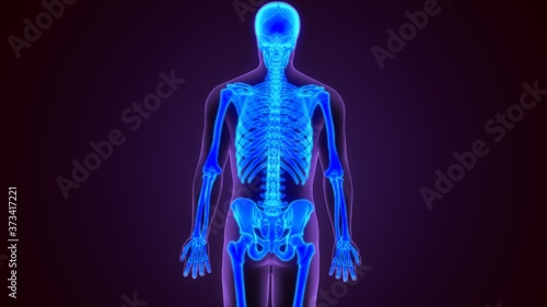 3D Illustration Human Skeleton Anatomy For Medical Concept (Skeleton) 