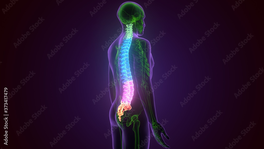 3D Illustration Concept of Spinal Cord Vertebral Column of Human Skeleton System Anatomy
3D Illustration Concept of Spinal Cord Vertebral Column of Human Skeleton System Anatomy